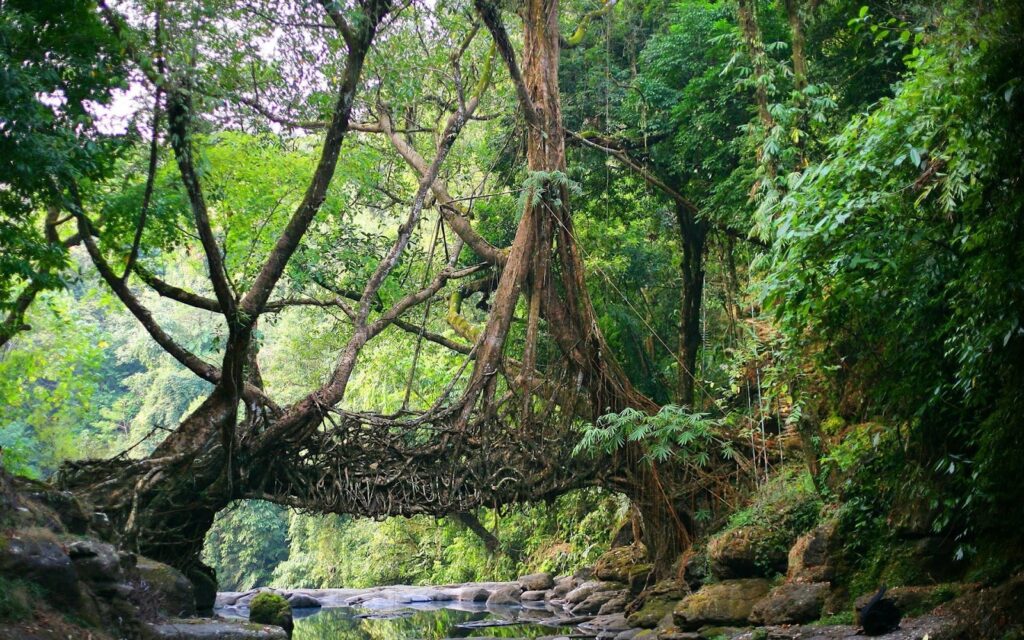 Living root bridge of Meghalaya